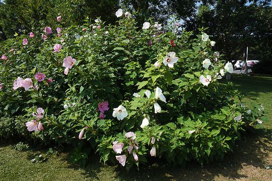 芙蓉花