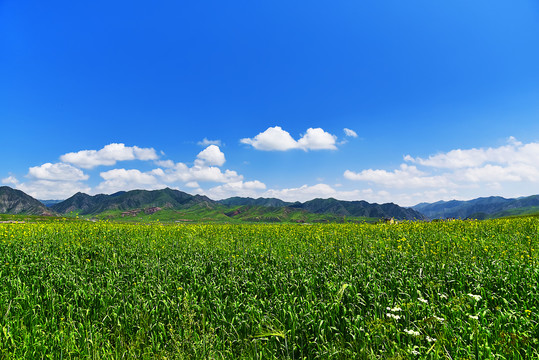 油菜花田