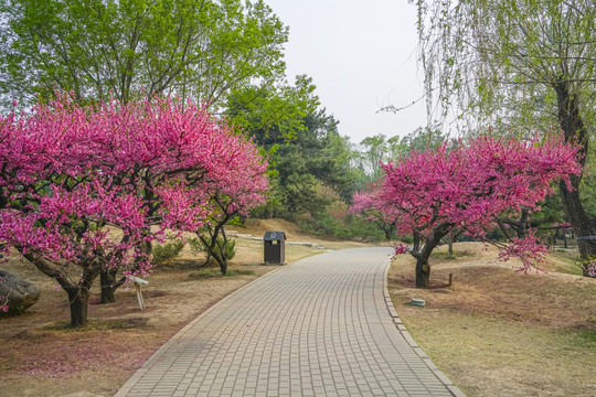 桃花