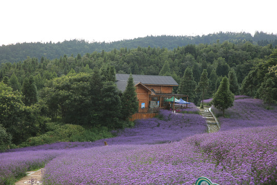 花海