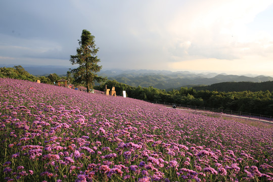 野三关花海