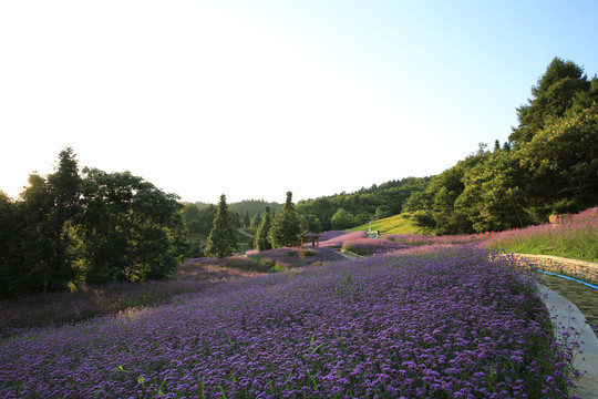 野三关花海