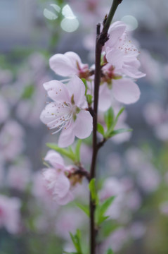 春日桃花