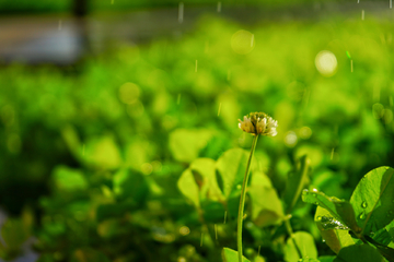 雨中的白车轴草