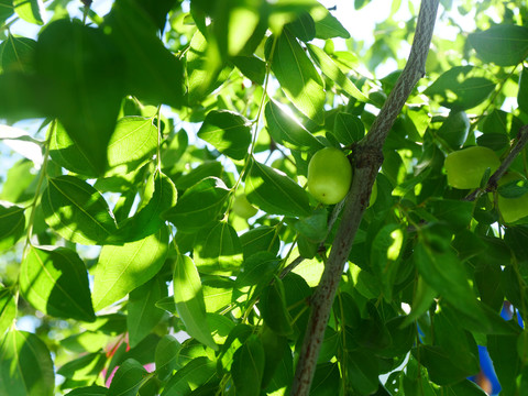 瓜果种植青枣挂果