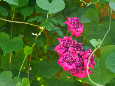 花花草草