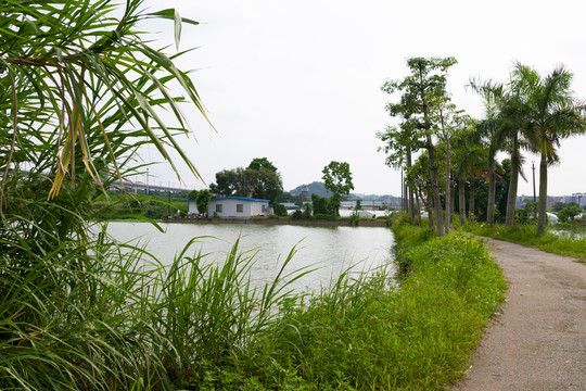 池塘