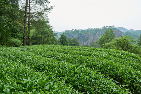 武夷岩茶大红袍