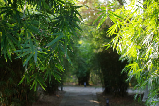 曲径通幽的竹林和小路