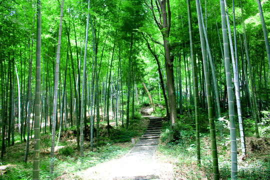 竹林小路