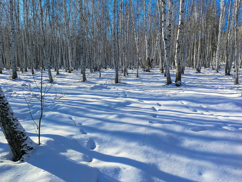 冬季冰雪白桦林
