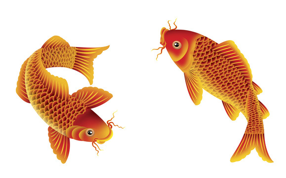 鯉魚