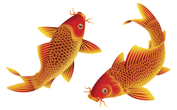 紅鯉魚