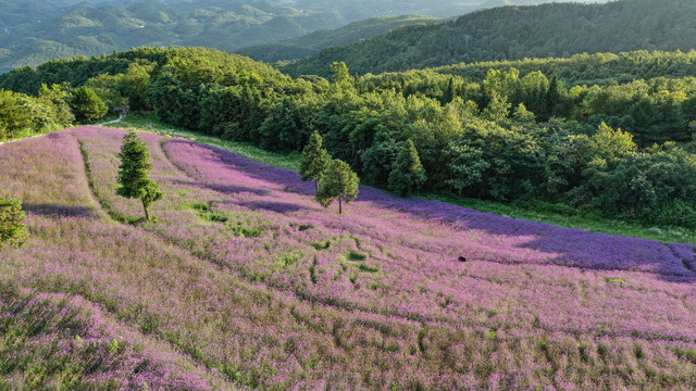 马鞭草花海