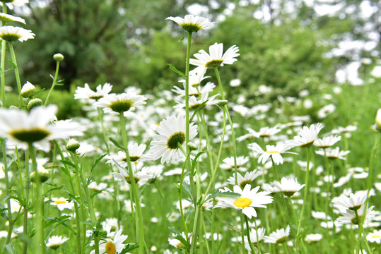 邹菊花