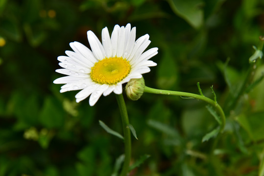 白菊