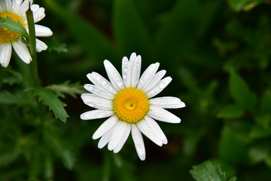 白色菊花