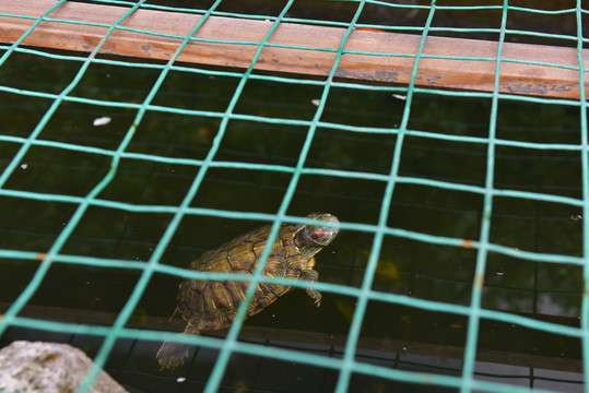 池塘里的乌龟