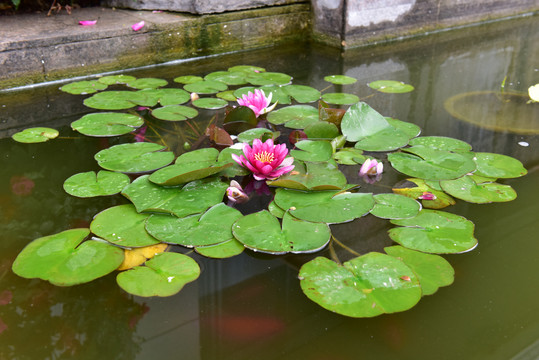 睡莲荷花