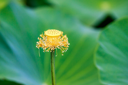 荷花花蕊