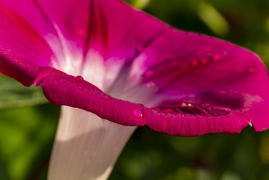 牵牛花