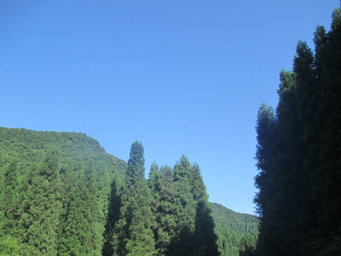 武隆仙女山景区风景照