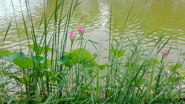 绿水绿草红荷