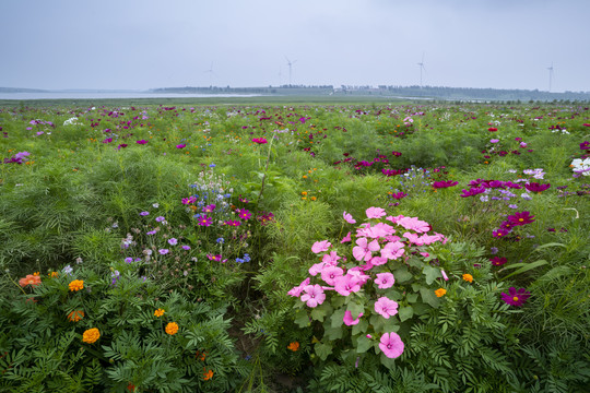 花海