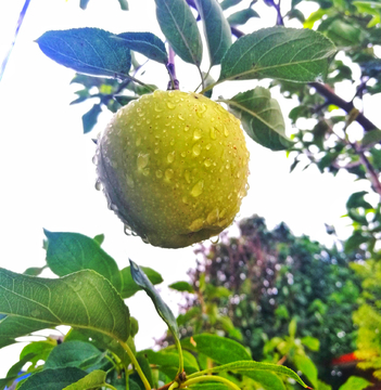 苹果雨露