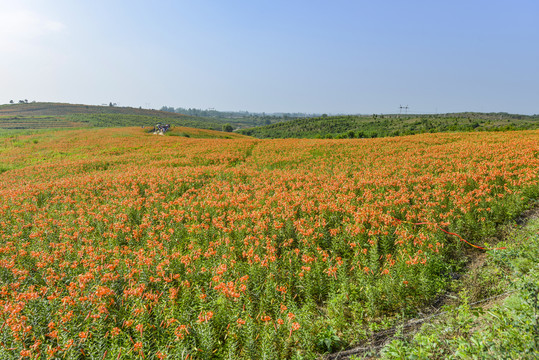 百合花花海