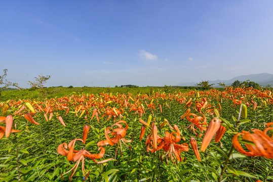 百合花花海