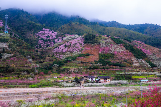 九峰山花海