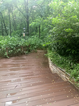 雨后小路