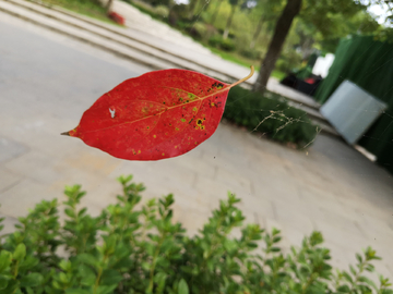一片紅葉