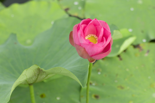 荷花待放