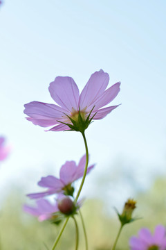 格桑花