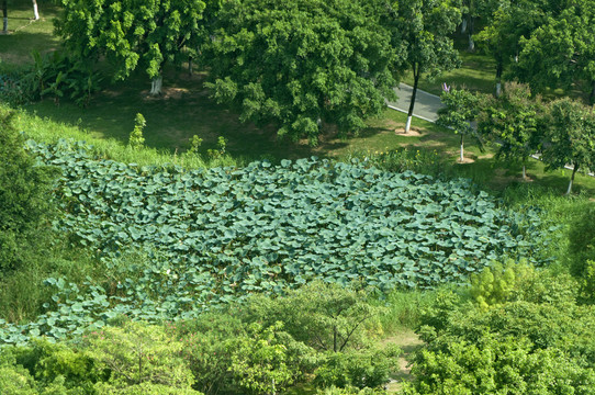 园林绿植景色俯瞰