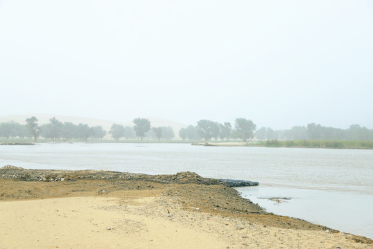 塔里木河的夏季胡杨