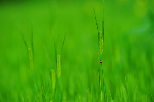 七星瓢虫