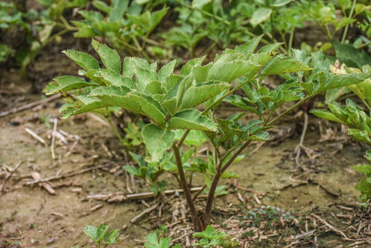 白芷种植