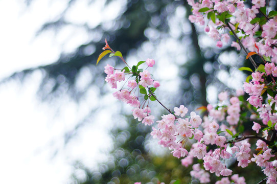 樱花