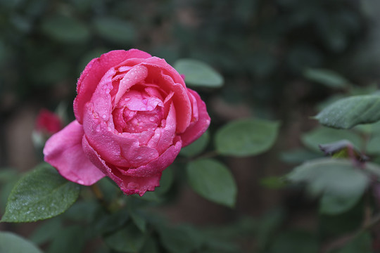 一朵粉红色月季花