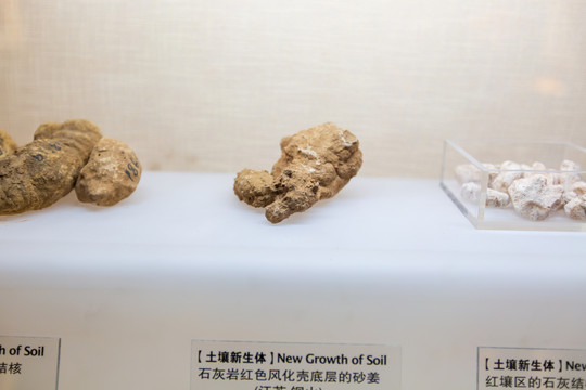 北京中国农业博物馆砂姜标本