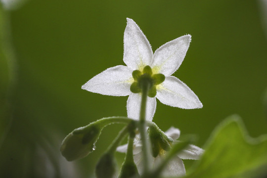 龙葵花