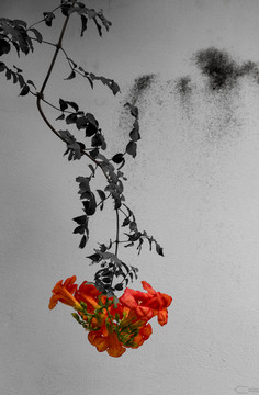 灰色墙红色花
