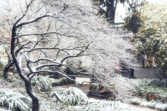 雪中的树