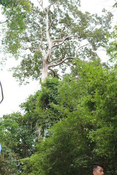 柬埔寨桐树