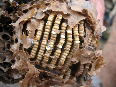 蚁蜂巢