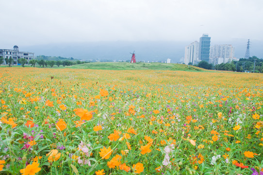 花海