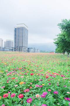 花海